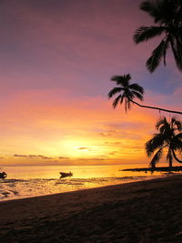 Silhouette of palm trees on beach