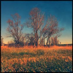 Trees on field against clear sky at sunset