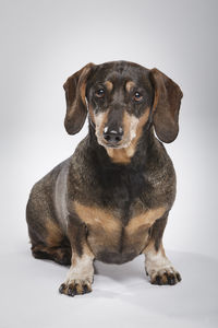 Close-up of a dog over white background