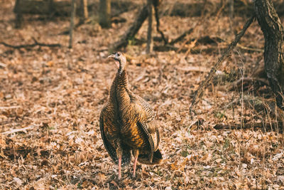 Bird standing on land