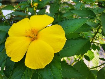 Close-up of yellow flowering plant