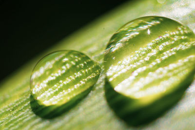 Close-up of green leaves
