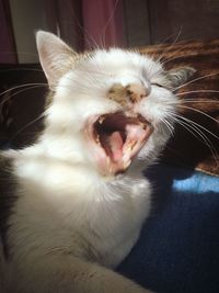 Close-up of cat yawning
