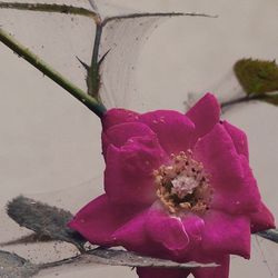 Close-up of pink flowers