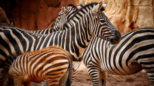 View of a zebra