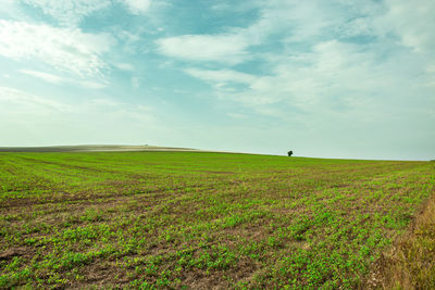 Scenic view of field against sky