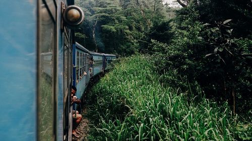 View of train by trees