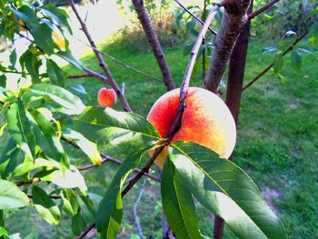 Close-up of fruits on tree