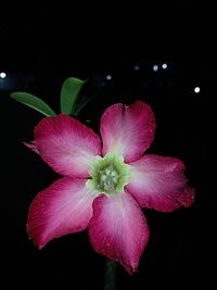 Close-up of pink hibiscus blooming against black background