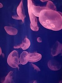 Close-up of jellyfish swimming in water