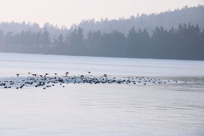 Birds flying over lake against sky during winter