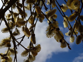 Low angle view of flower tree against blue sky