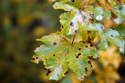 Close-up of lizard on plant during autumn