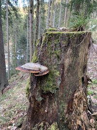 Close-up of mushroom growing on tree trunk