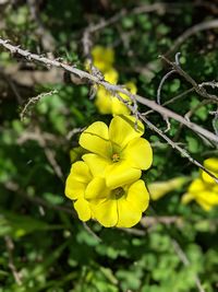 Close-up of yellow flowering plant