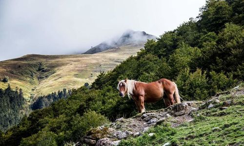 Horse standing on landscape