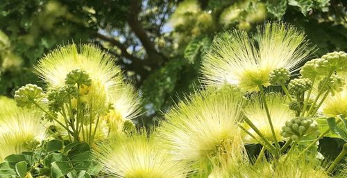 Close-up of yellow flowering plants