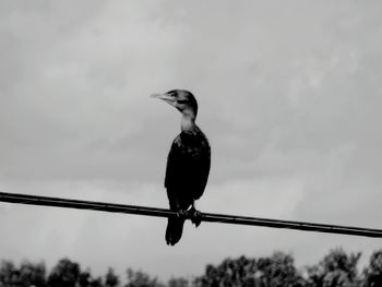 Low angle view of cormorant perching on cable against sky