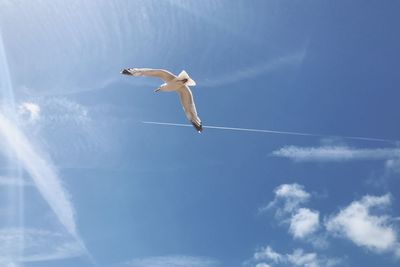 Low angle view of white flying against blue sky