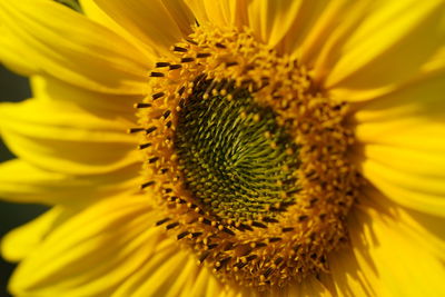 Close-up of sunflower