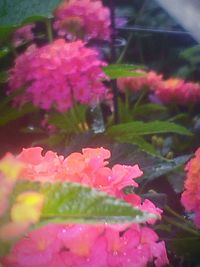 Close-up of pink flowers