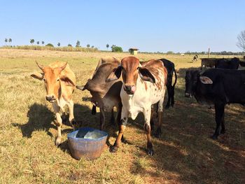 Cows standing on field against clear sky