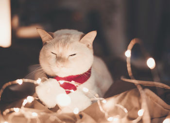 Close-up of cat by illuminated lights