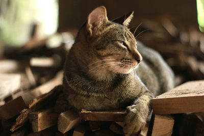 Close-up of a cat looking away