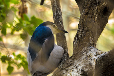 Close-up of bird perching on tree