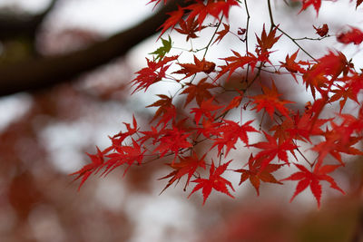 Close-up of maple leaves on tree