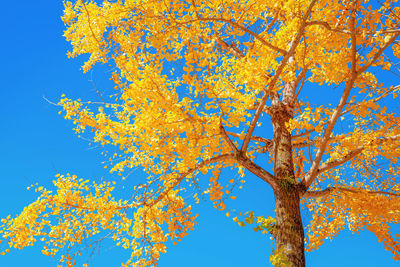 Low angle view of autumnal tree against blue sky