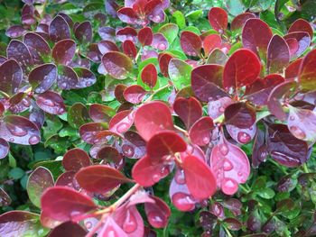 Close-up of wet red flowers