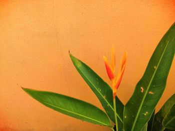 Close-up of orange leaves against wall