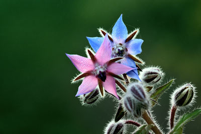 Close-up of flowers blooming outdoors