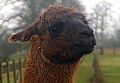 Close-up of llama