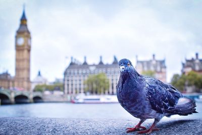 Close-up of bird perching against sky