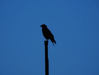 Low angle view of bird perching on blue sky