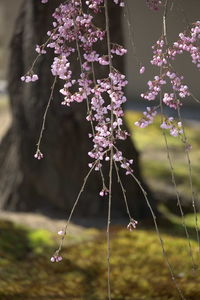 Close-up of flowers against blurred background