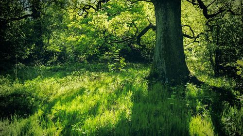 Trees in forest