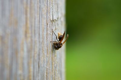 Close-up of bee on wood