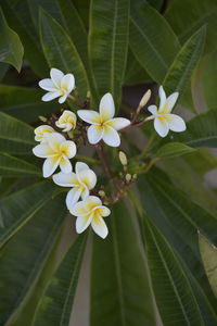 Close-up of white flowering plant