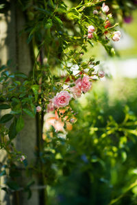 Close-up of pink flowers on tree