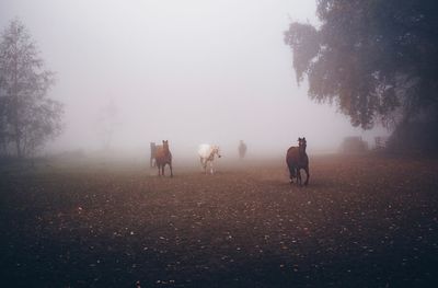 Horses on a field