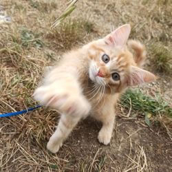 Cat looking away on field