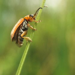 Close-up of insect on plant