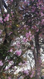 Low angle view of pink flowers