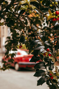 A view under leaves 