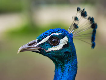 Close-up of peacock