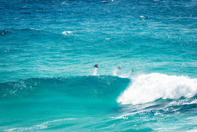 View of whale swimming in sea