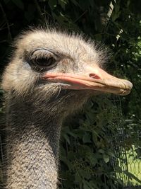 Close-up of a bird